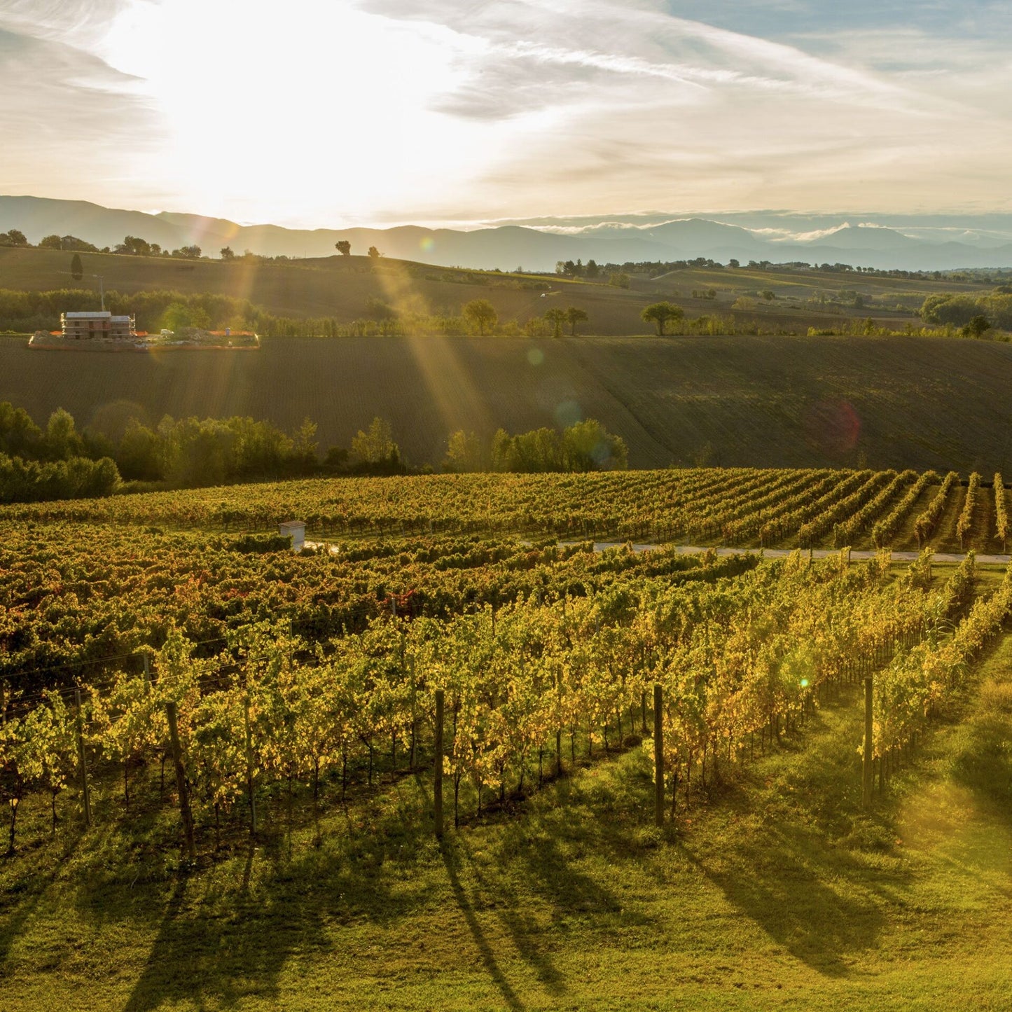 Umbria IGP Sangiovese