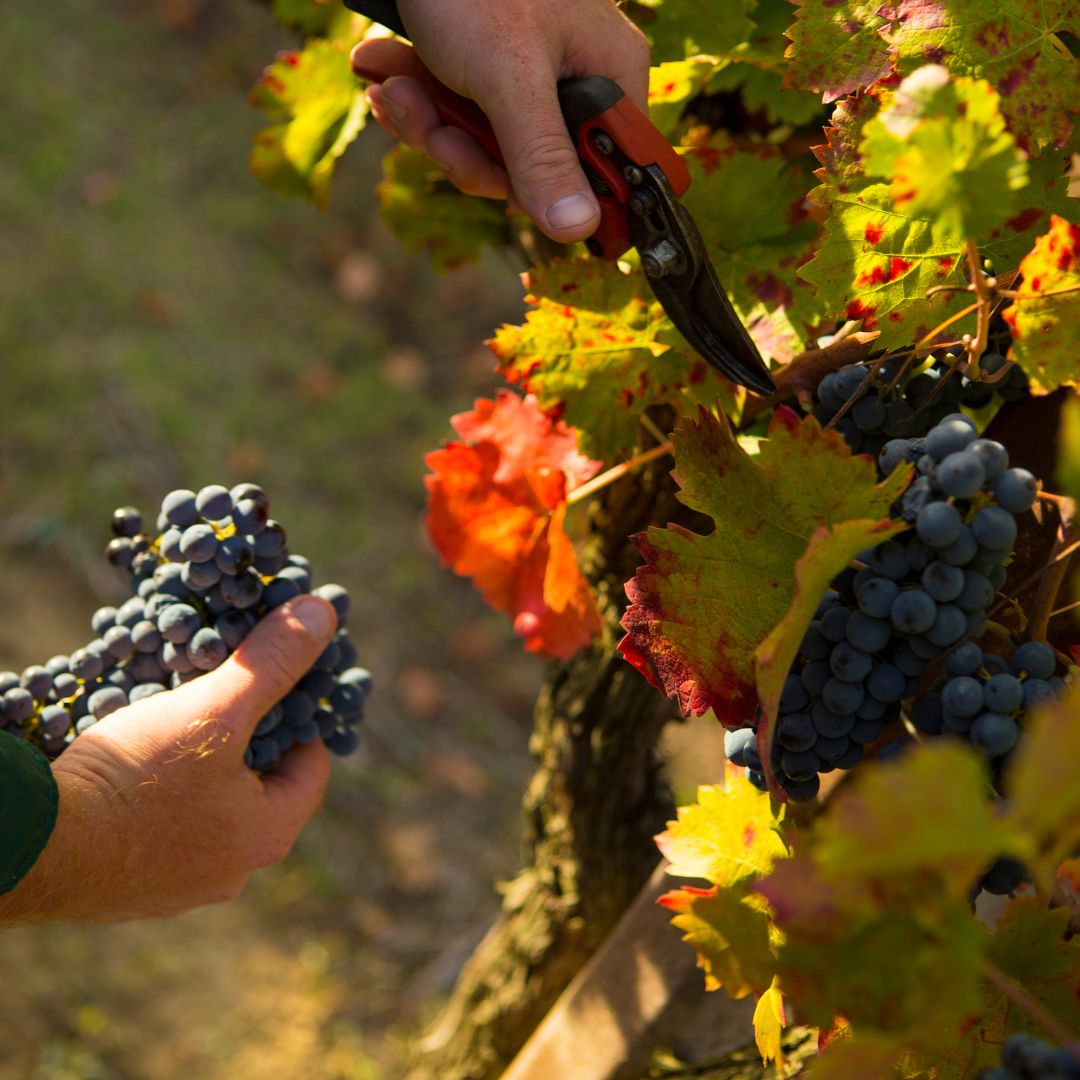 Rosso Colli Martani DOC