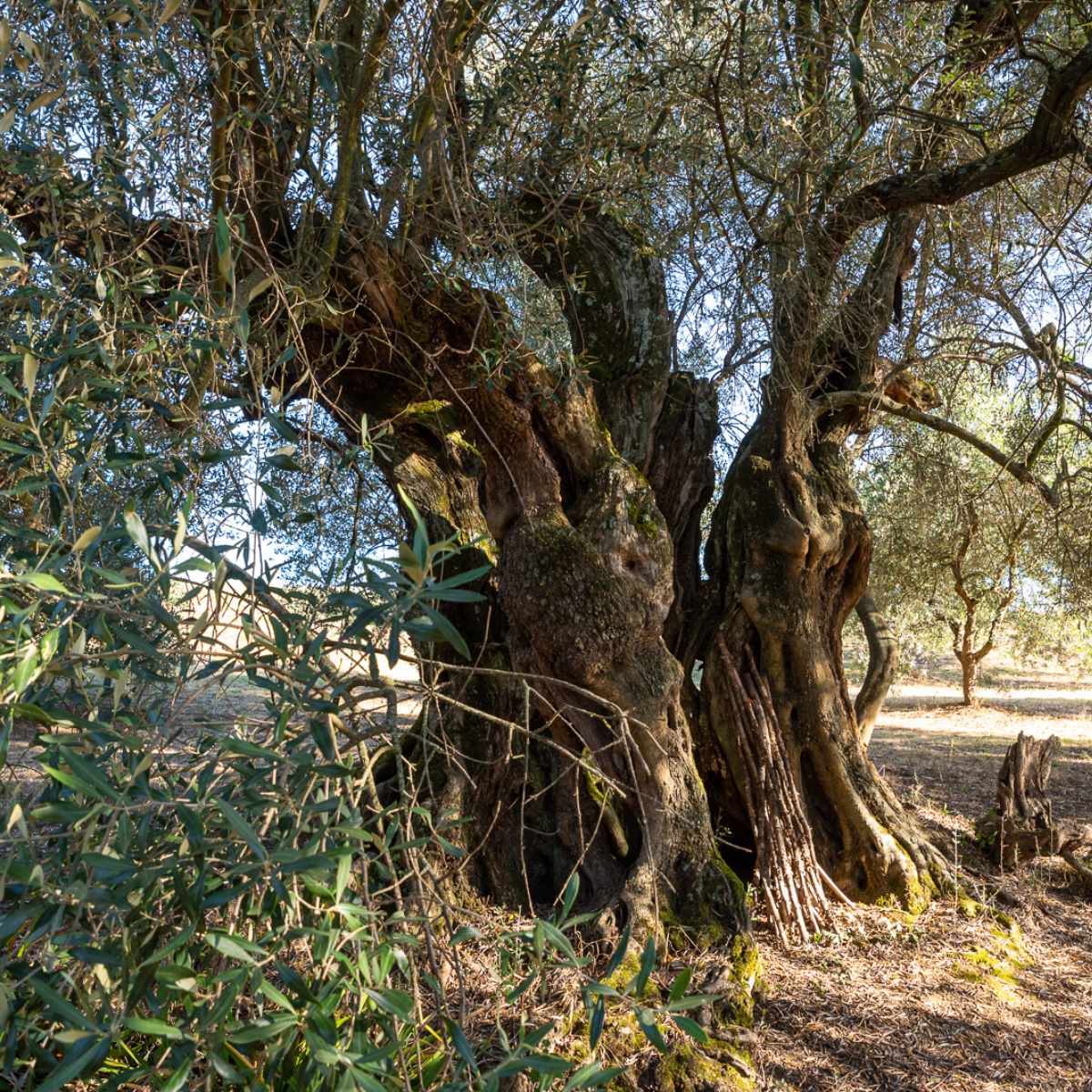 Bag in Box Heroic Olive Cultivation